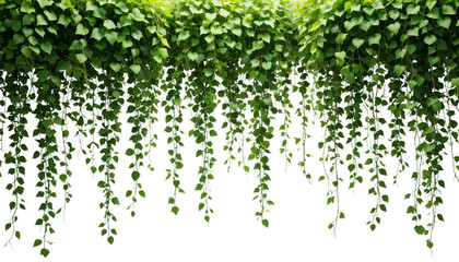 Hanging green vines with leaves on plain wall for backgrounds