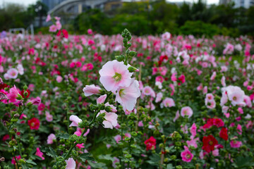 Obraz premium Beautiful hollyhock flower in the park