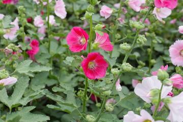 Beautiful hollyhock flower in the park