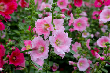 Beautiful hollyhock flower in the park