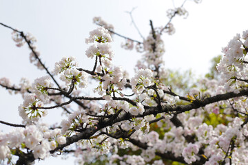 Branches of sakura flowers, cherry blossom