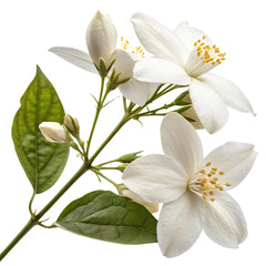 Jasmine Flower isolated on a transparent background