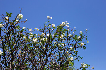 Plumeria or frangipani flower on tree