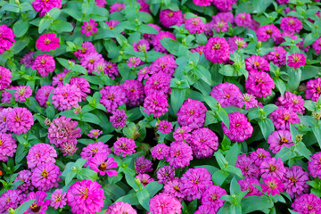 Blooming zinnia flowers in the field
