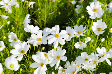 Fototapeta premium White cosmos flowers in the park