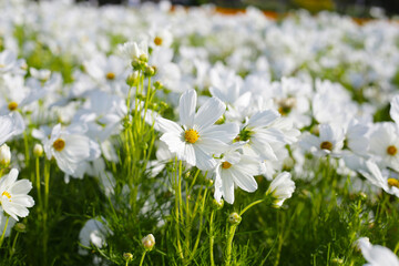 White cosmos flowers in the park