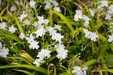 Beautiful Iris japonica flower in Japan park
