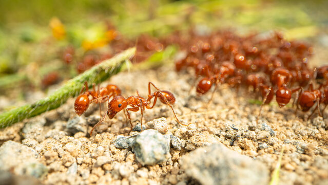 Harvester ants foraging on plant material  in the San Joaquin Valley of California.