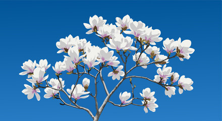 푸른하늘과 목련, magnolia, bluesky, vector, illustration