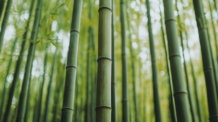 Fototapeta premium Lush green bamboo forest. Tranquil nature scene with bamboo stalks. Symbol of resilience, growth, and sustainability.