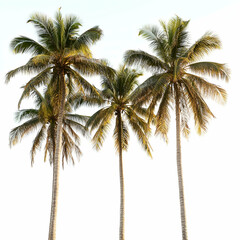 Obraz premium Tropical palm trees, sunny sky, travel vacation