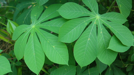 Close up of green cassava leaves in the garden. green leaves background