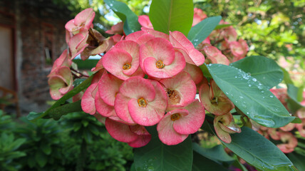 Euphorbia Flower - Euphorbia Milii. Euphorbia is a type of plant that is sensitive to light at...