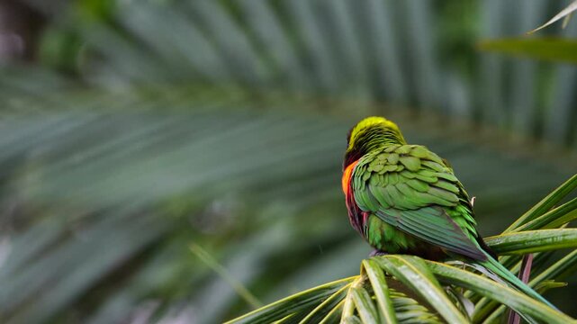Rainbow lorikeet in the storm that holding palm leaves and almost blown away.