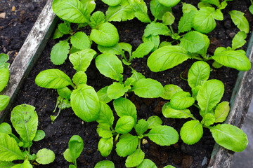 Young Japanese mustard spinach plants in a garden bed.