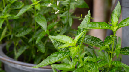 Andrographis paniculata plant in the garden