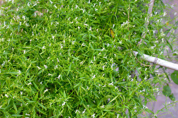 Andrographis paniculata plant in the garden