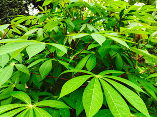 Cassava leaves are the leaves of the cassava plant. They are nutritious and can be used in many dishes.