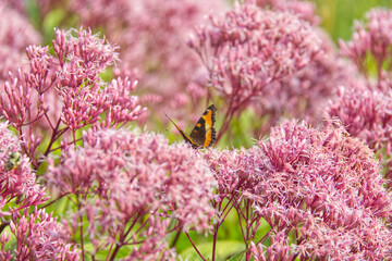 A Butterfly on Pink Flowers