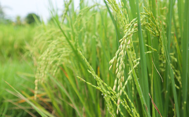 Paddy field with yellow rice found in Indonesia. farming concept