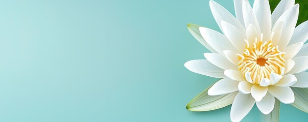 Serene White Lotus Blossom on Pastel Turquoise Background for Peaceful Spa and Wellness Theme