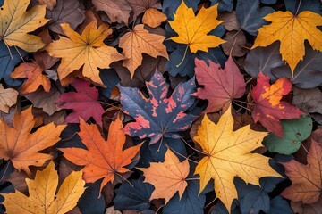 Vibrant Autumn Leaf Colors Showcasing Nature's Beautiful Decline