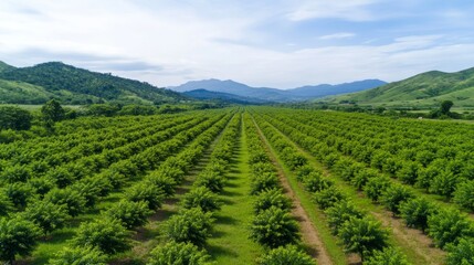 Fototapeta premium Lush orchard stretching to the horizon, rows of trees
