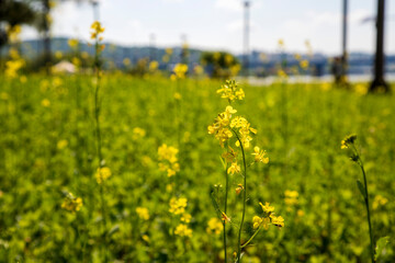 유채꽃