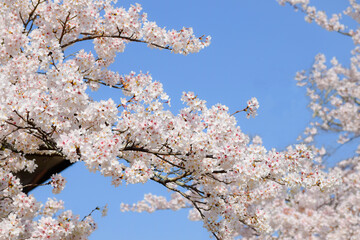 満開の桜の花と青空、サクラの背景、ソメイヨシノ、染井吉野	