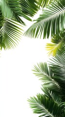 Fototapeta premium Palm leaves arrayed on a pristine white background capturing the essence of tropical beauty and natural elegance