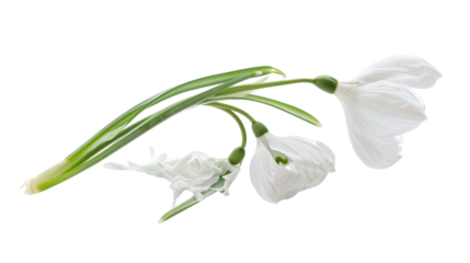 Three fresh snowdrop flowers with green stems on transparent background