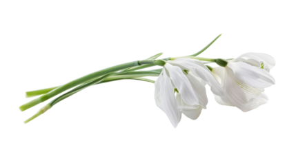 Delicate snowdrop flowers lying on transparent background