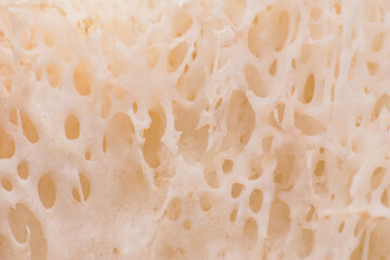Close-up of a bone showing holes or structures within the bone.