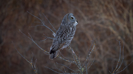 Skywatching Owl