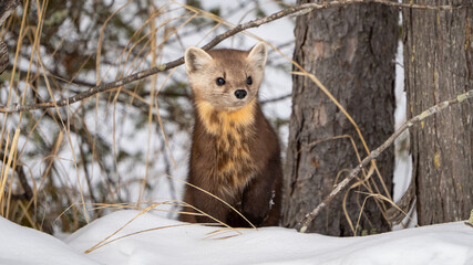 Pine Marten