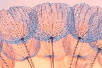 Abstract dandelion seed heads at sunset