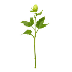 Fresh Green Flower Bud on Stem with Leaves Isolated Isolated on transparent background