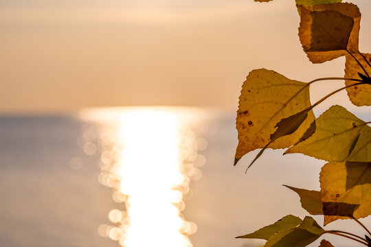 Yellow autumn leaves on the lake shore - Powered by Adobe