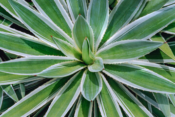 Agave angustifolia, Caribbean agave, used in the production of alcoholic beverages such as tequila and mezcal, and its syrup is a natural sweetener, as well as being used in landscaping. Brasília 2020