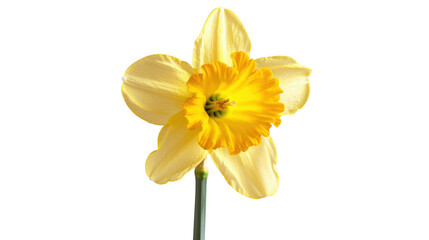 Fototapeta premium Yellow daffodil blooming on transparent background