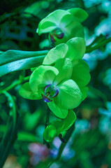 Beautiful orchids in Chiang Rai, Thailand