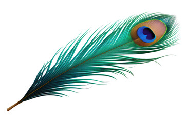 peacock feather isolated on white