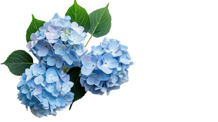 Light blue hydrangea flowers with green leaves on transparent background