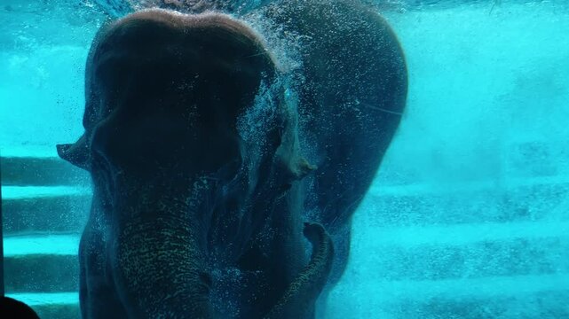 Elephants are playing in the water. Elephants play in the water and dive in a glass-enclosed pool at Khao Kheow Open Zoo.