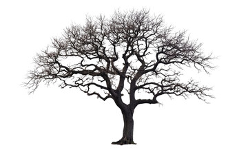 Obraz premium Old tree without leaves with many branches isolated on transparent or white background