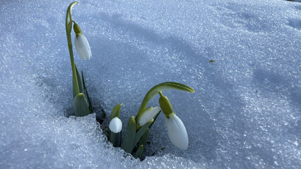 Details of the milky white snowdrop flower and a plant that is resistant to cold weather as a...