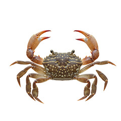 Crab on high quality transparent background png