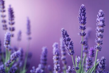 Obraz premium Serene Lavender Gradient Background with Calming Elegant Colors and Contemporary Blend Effect