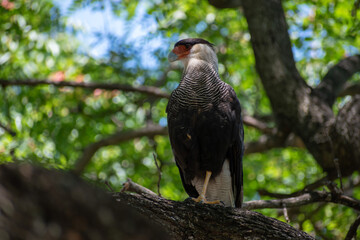 Southern Caracara (Caracara plancus) in a tree, seen in City of Buenos Aires, Argentina