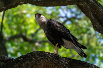 Southern Caracara (Caracara plancus) in a tree, seen in City of Buenos Aires, Argentina